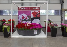 Interspecific Pelargoniumline TWOinONE of PAC. 